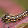 Yellow-tail Caterpillar