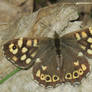 Speckled Wood