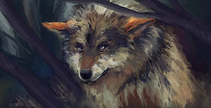 Study of a Wolf