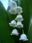 :Lily of the Valleys: by DeppObession10