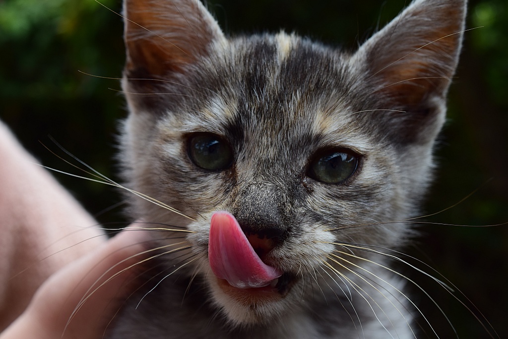 Tongue