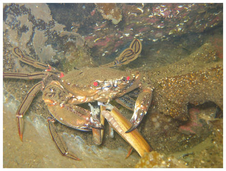 Velvet Swimming Crab 2