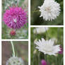 Confetti Fields Close-Ups