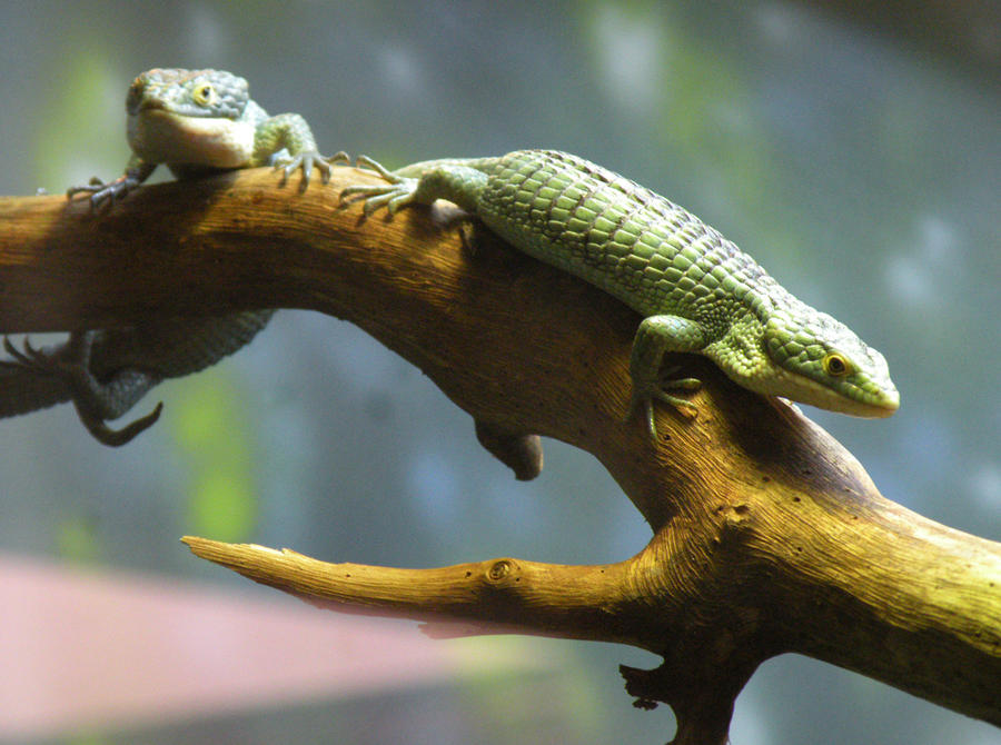 Lizard guys by morganypie on DeviantArt