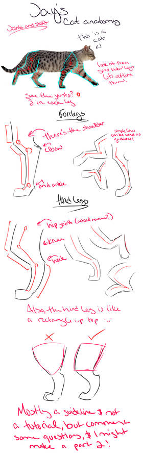 Cat anatomy tutorial/guidelines and tips [Legs]