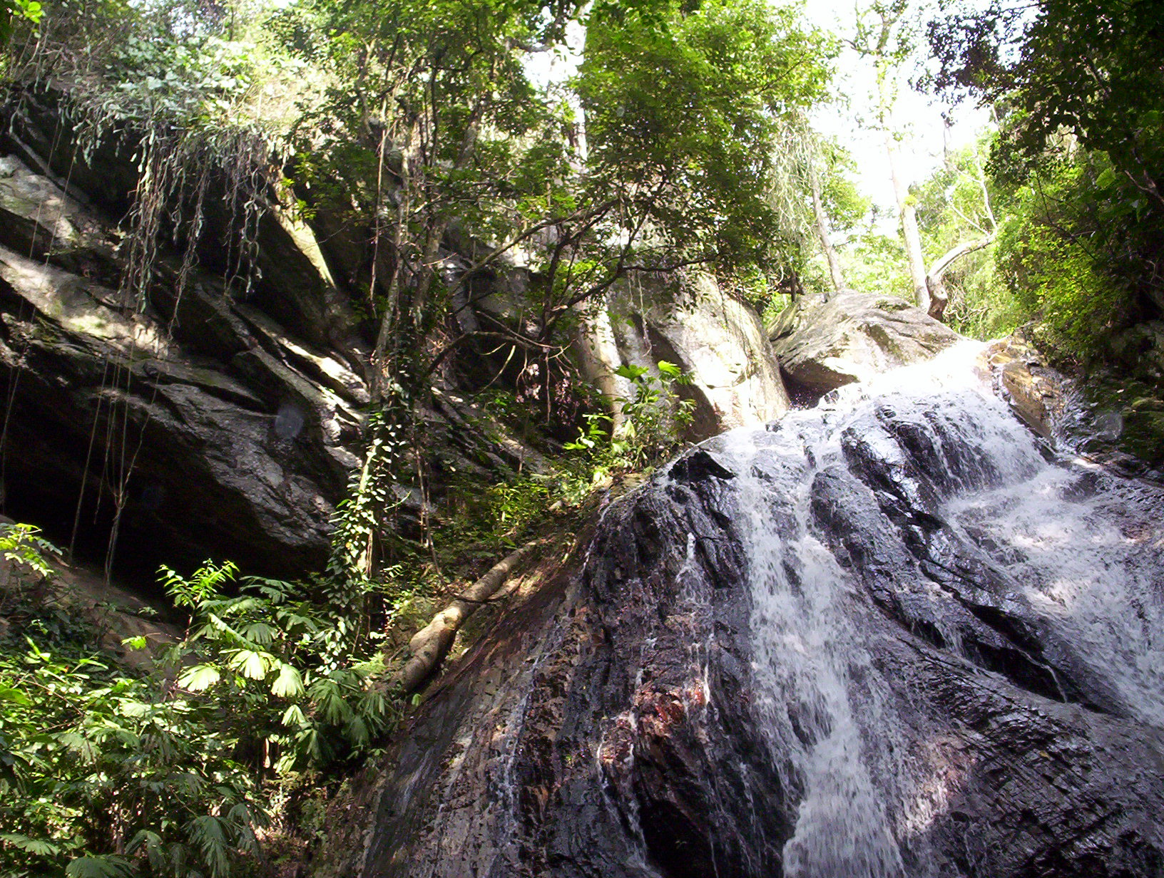 Under the Canopy