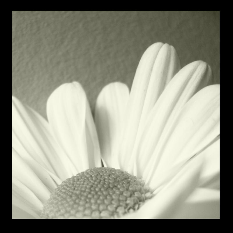 daisy cradle by Emmk1970 on DeviantArt