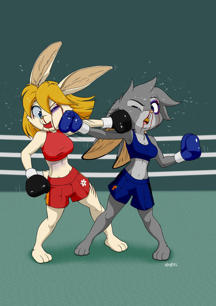 Real Rabbit Boxing Rabbit Boxing Wallpapers Myspace