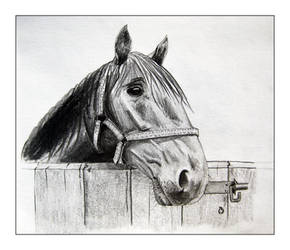Working Horse Sketch