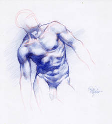 STUDY OF MALE TORSO