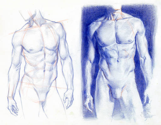 Torsos STRUCTURE AND VALUE STUDY