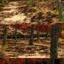 Autumn Forest(Scenery) Dead or Alive 5
