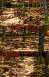 Autumn Forest(Scenery) Dead or Alive 5