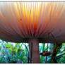 Magic Mushroom