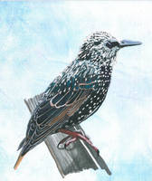 Starling