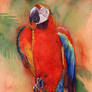 Macaw 1
