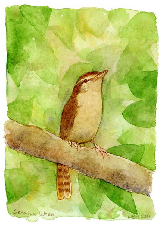 Carolina Wren