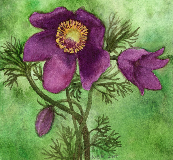 Pasque Flower for Mother's Day 2017 by matildarose