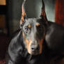 Doberman