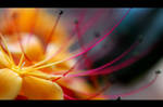 Macro flowers by dennismalayali