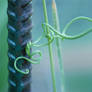 tendril