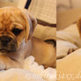 Puggle Puppy