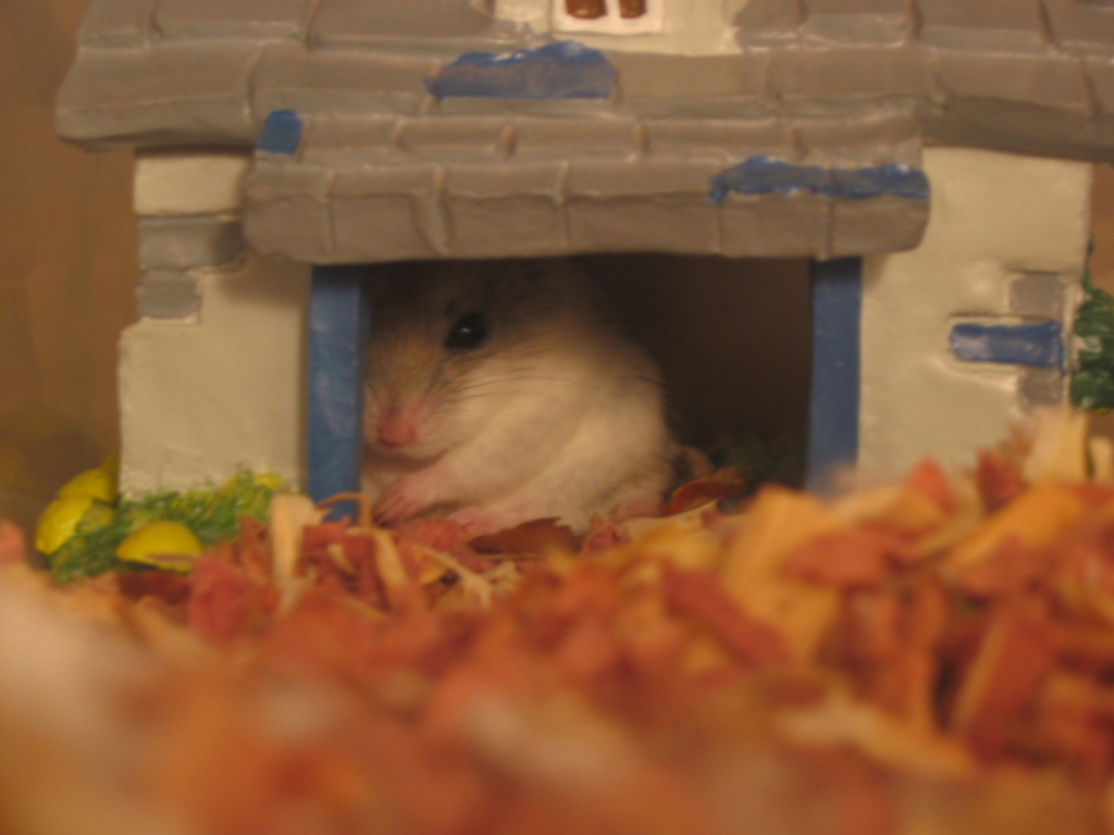 Hamster House