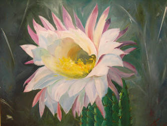 Cactus Blossom