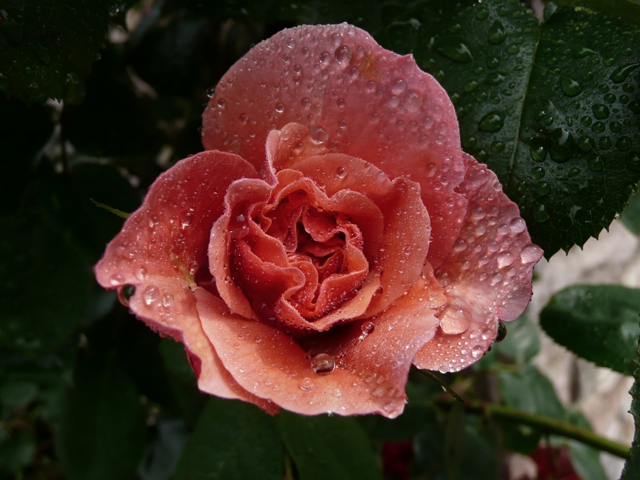 Rose after the rain