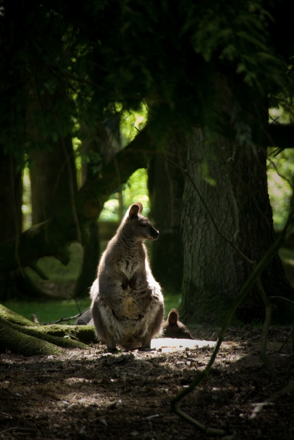 Encounter with Wallabies