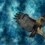 Red Tailed Hawk