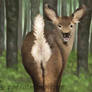 Deer booty