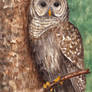 Barred Owl