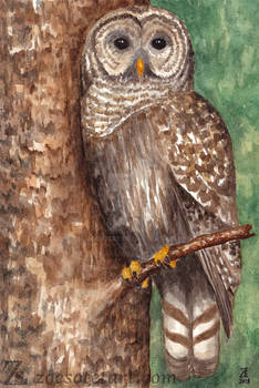 Barred Owl