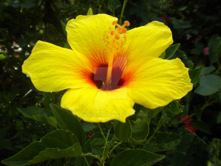 Hibiscus Flower