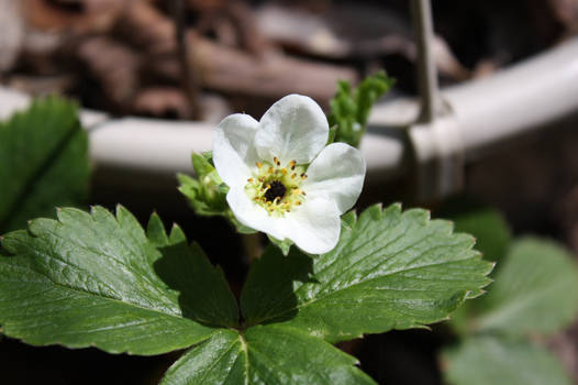 Before Strawberries