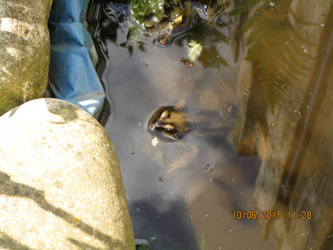 Our Brown Garden Frog,he always comes back home :)