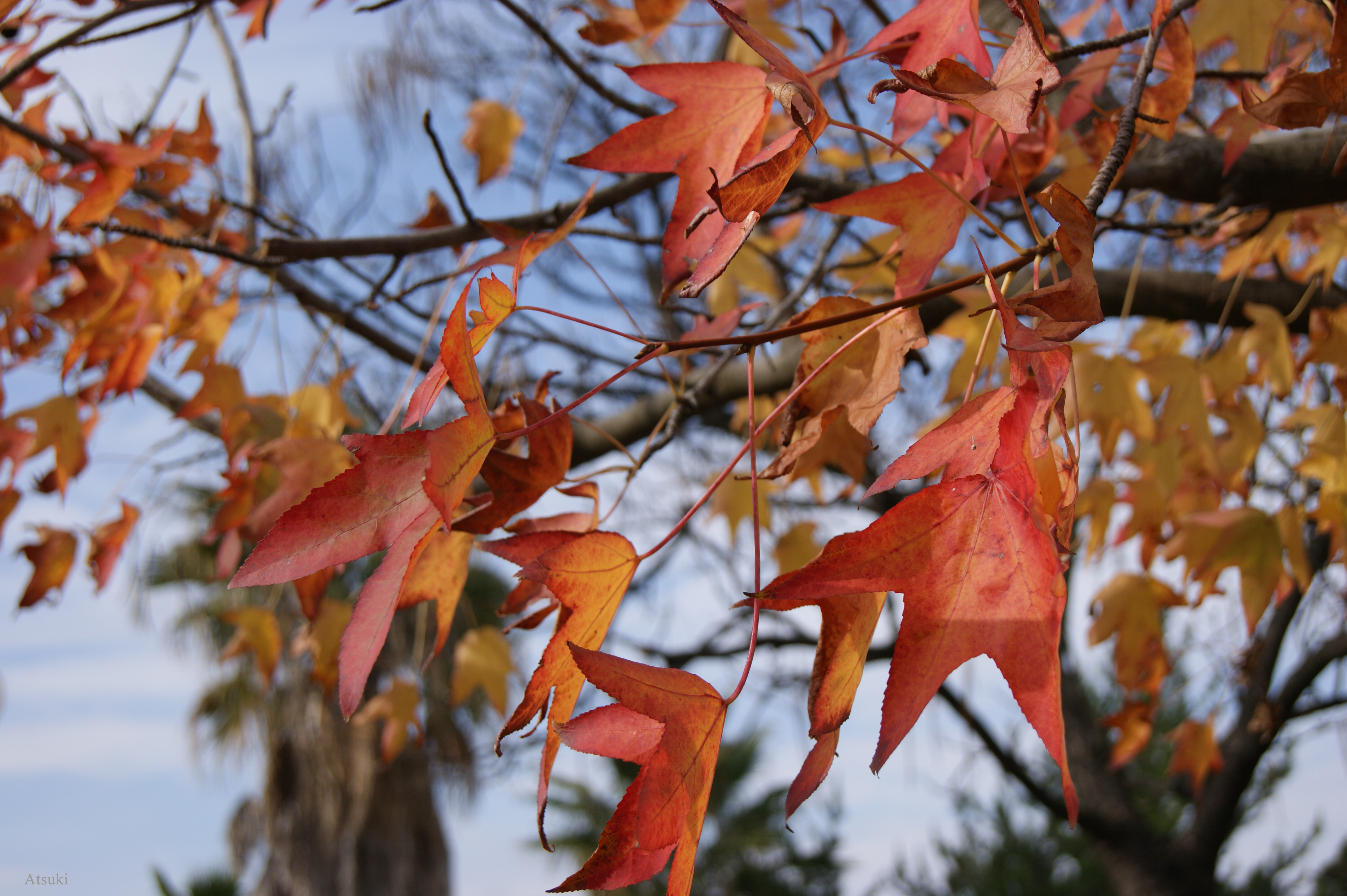 Autumn