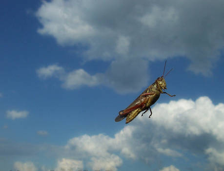 Flight of the Grasshopper