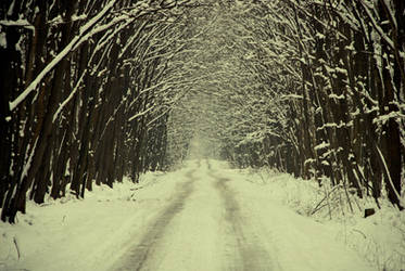 Winter Path to Dracula