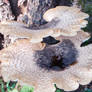 Toadstool 2 (Stock)