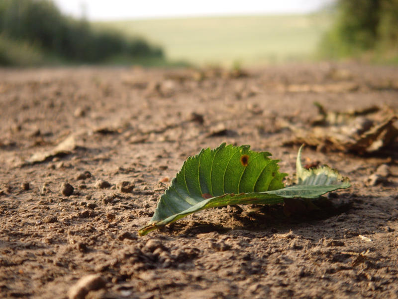 Leaf on the road 2