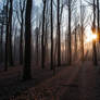 Woods at dawn