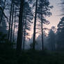 Woods at dawn