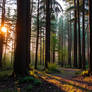 Woods at dawn