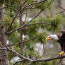 Eagle