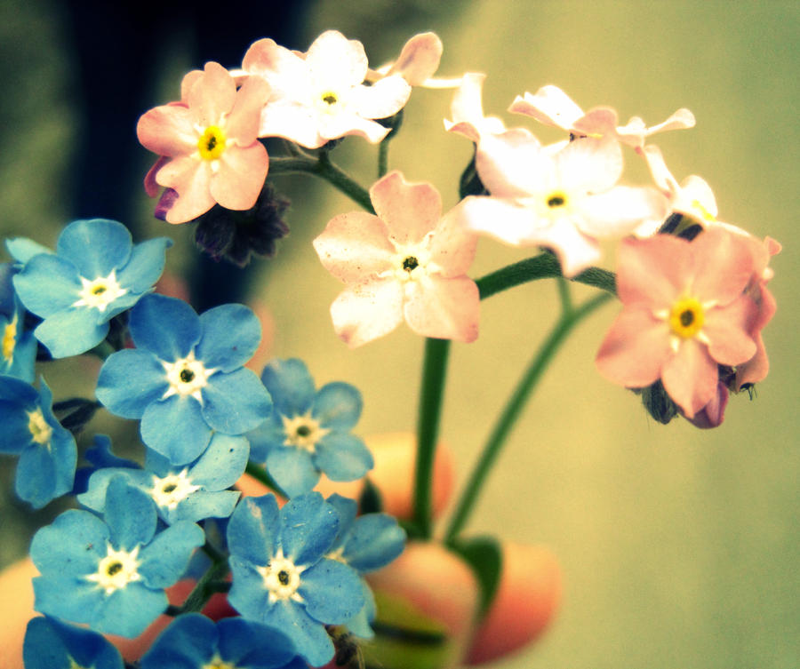 flowers , forever