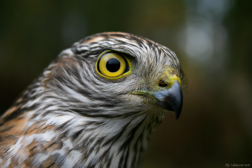 Sparrowhawk