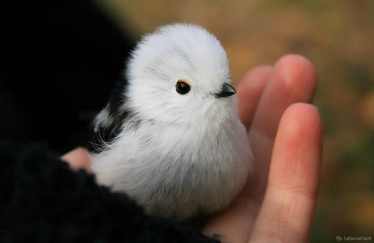 Long-tailed ball of fluff