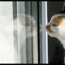 Reflet Cat